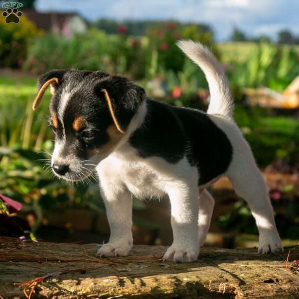 Roger, Jack-A-Ranian Puppy